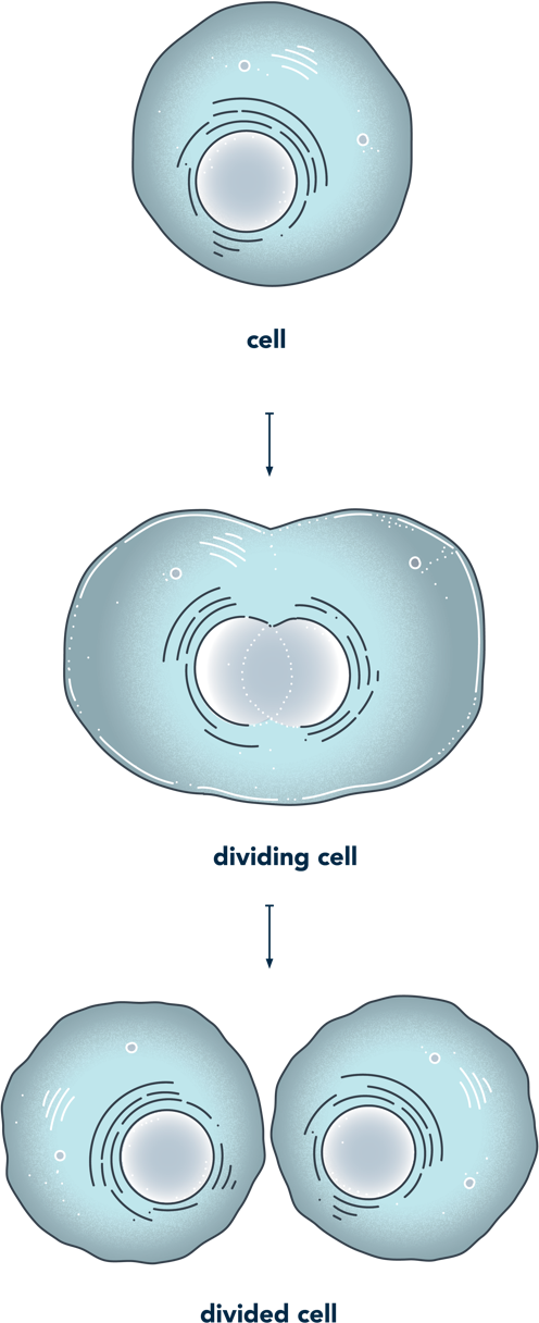 Image of a dividing cell