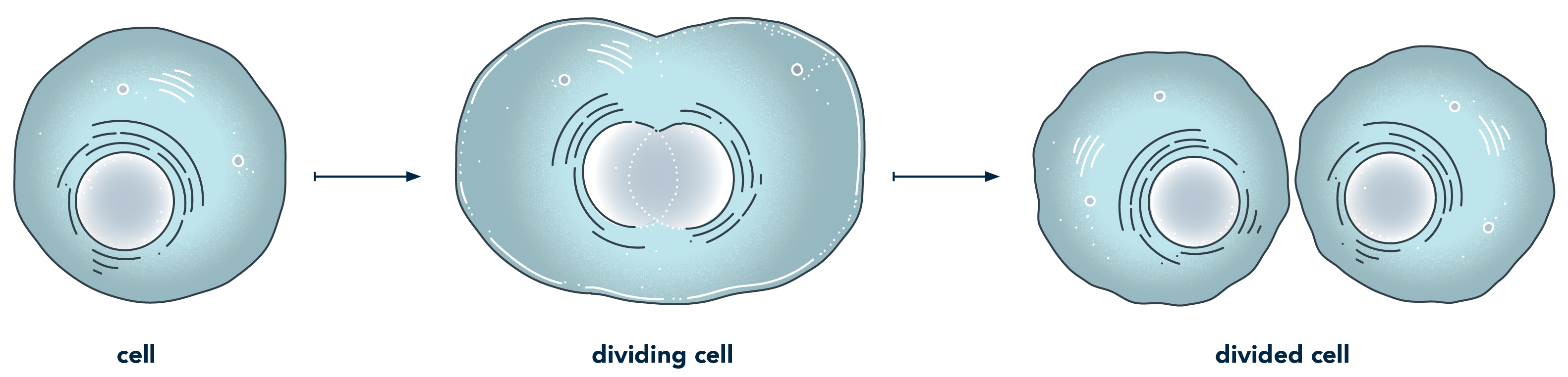 Image of a dividing cell