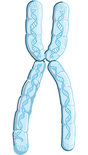 Image of a chromosome
