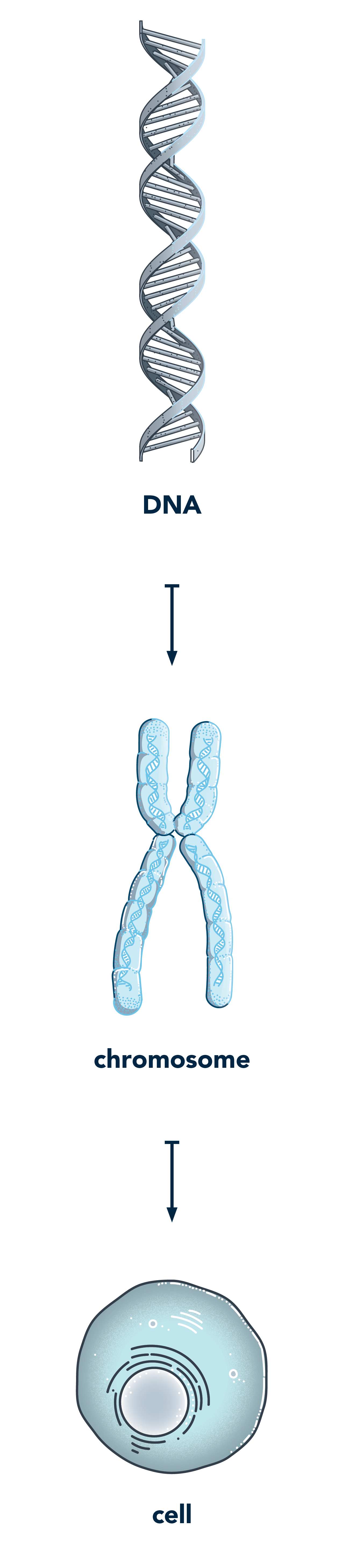 Genes are sections of DNA, which winds around histones to make chromosomes that are located inside of cells