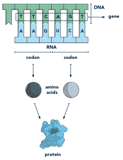 Image of gene transcription and translation