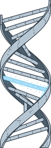 Image of gene mutation