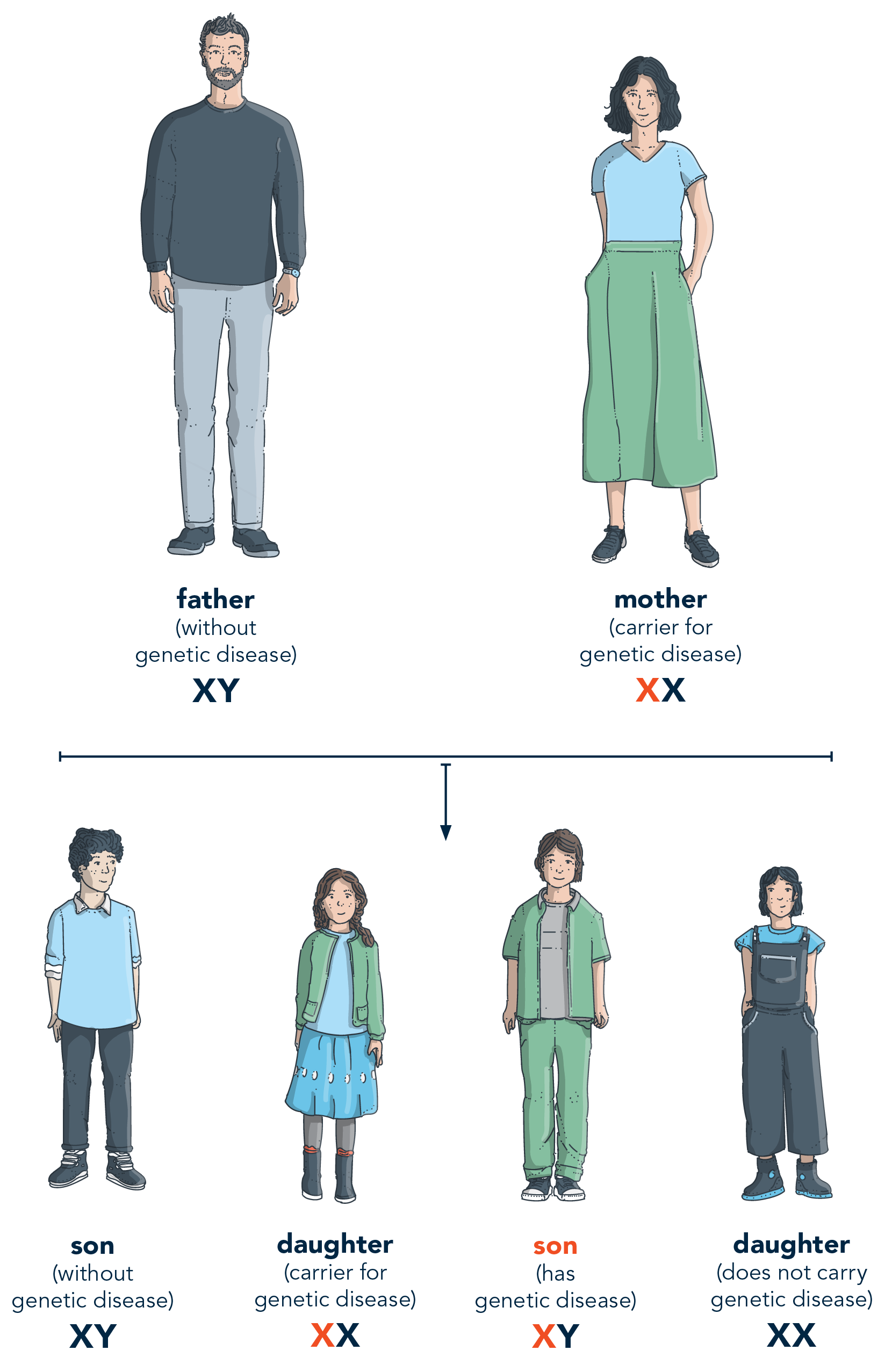 Example of genetic disease inheritance