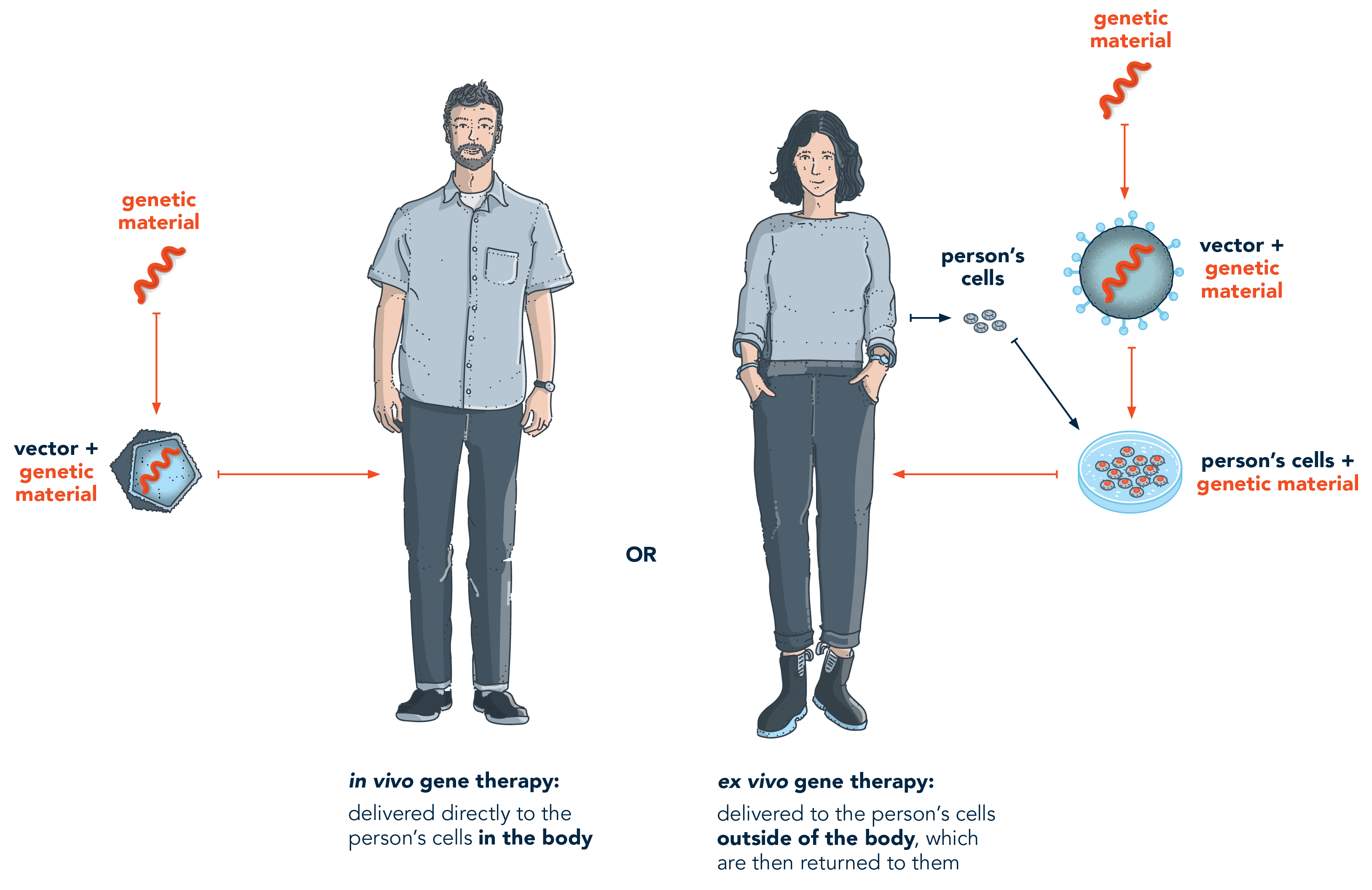 Example of ex vivo gene therapy and in vivo gene therapy