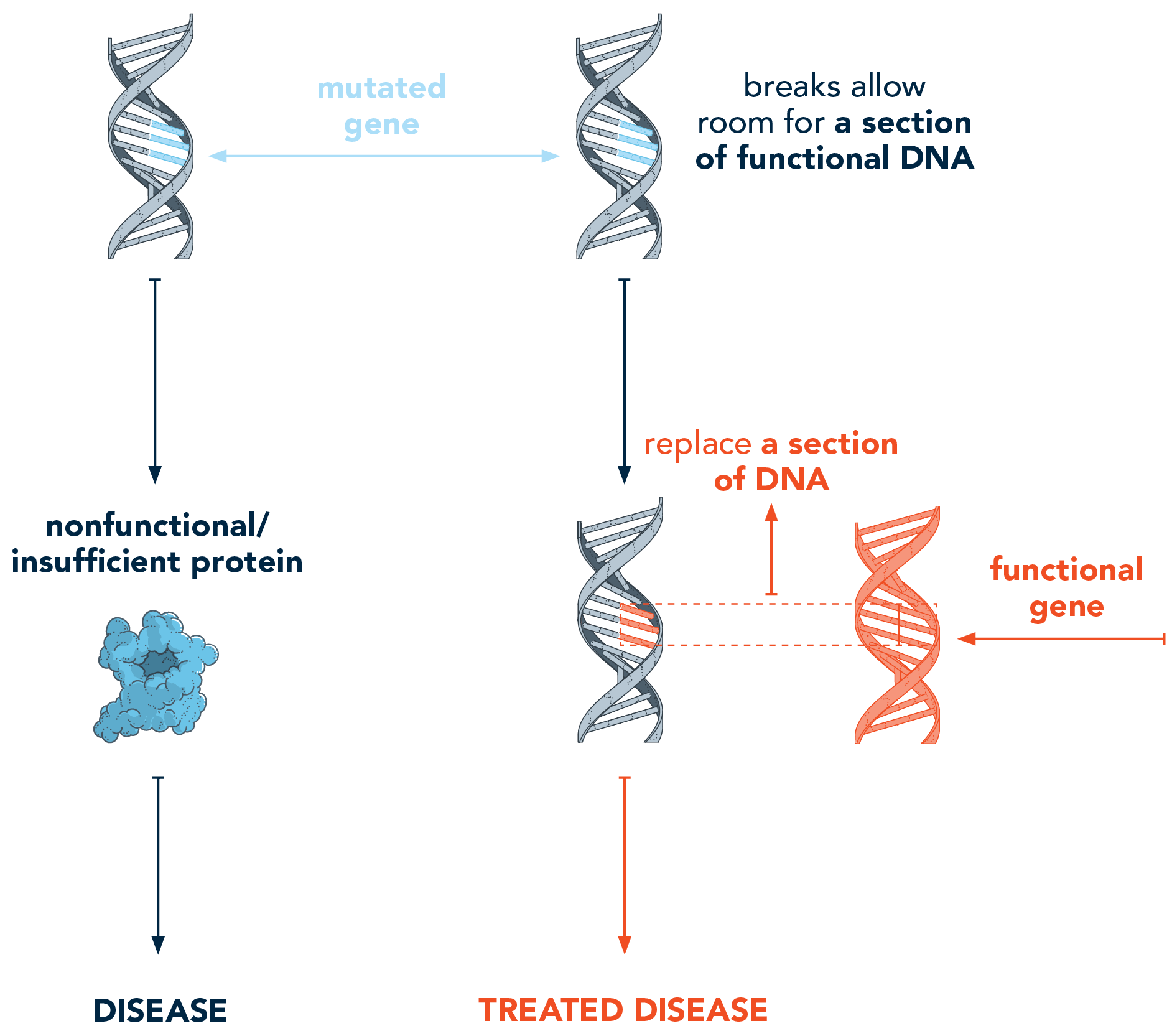 Image of gene repair, a gene editing technique