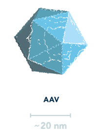 Image of adeno-associated viral vector (AAV)