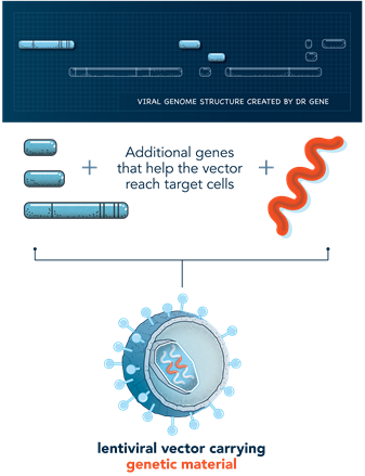 HIV viral genome structure where only certain genes are selected in order to make the lentiviral vector