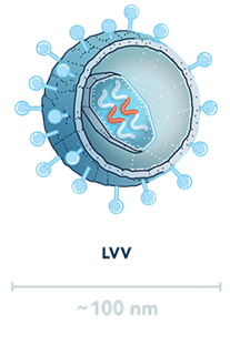 Image of lentiviral vector (LVV)