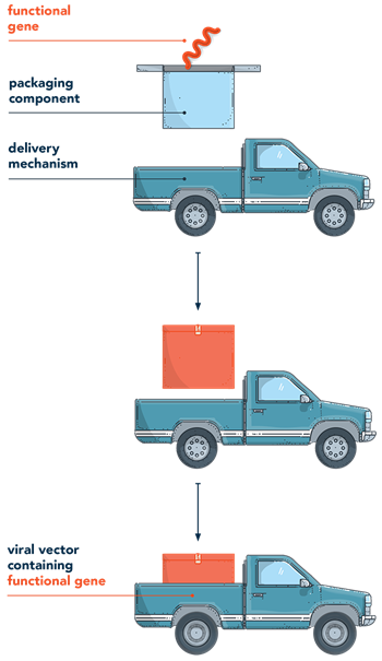 Image explaining viral vector gene delivery 