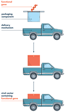 Image explaining viral vector gene delivery 
