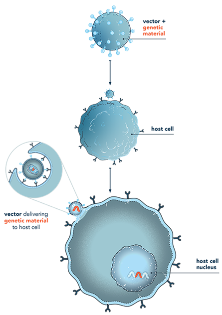 Image of viral vectors for gene therapy