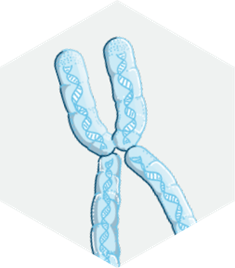 chromosome in hexagon