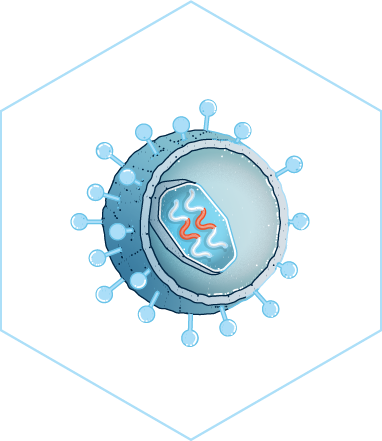 Image of lentiviral vector